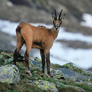 Chamois